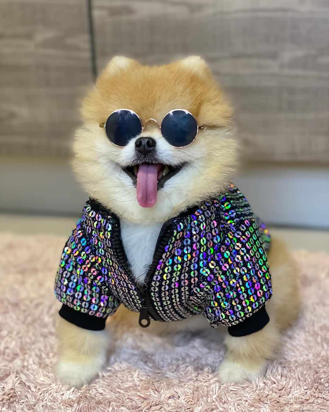 Top 9 Pomeranian Instagram Accounts for Jiffpom Fans
