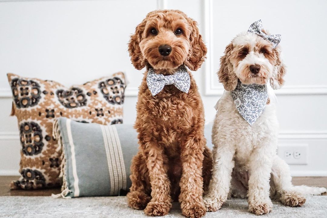 8 Charming Dog Profiles Every Harlow & Sage Fan Should Follow