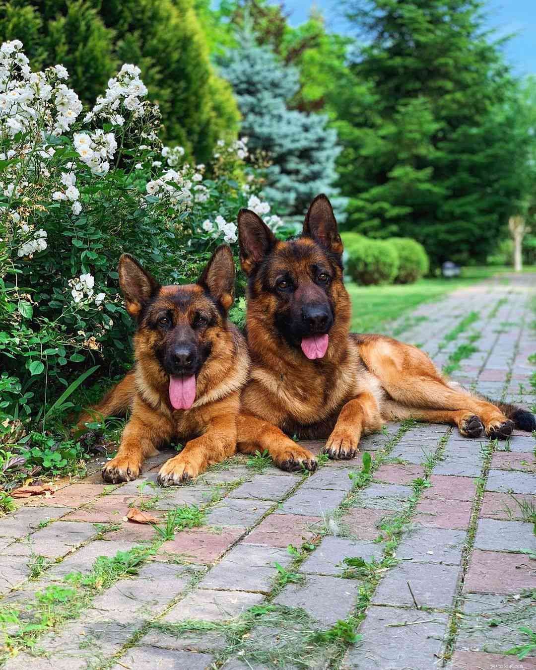 8 Charming Dog Profiles Every Harlow & Sage Fan Should Follow