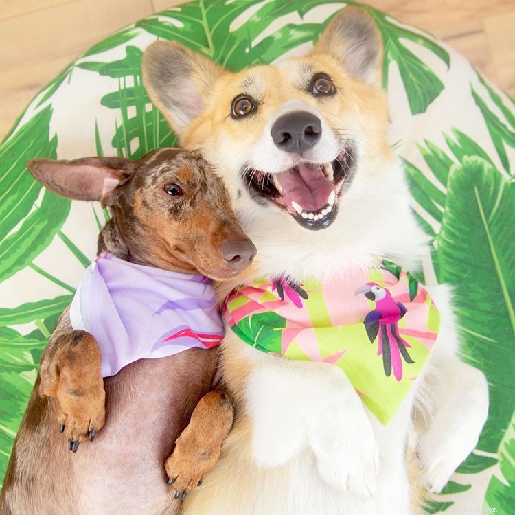 8 Charming Dog Profiles Every Harlow & Sage Fan Should Follow