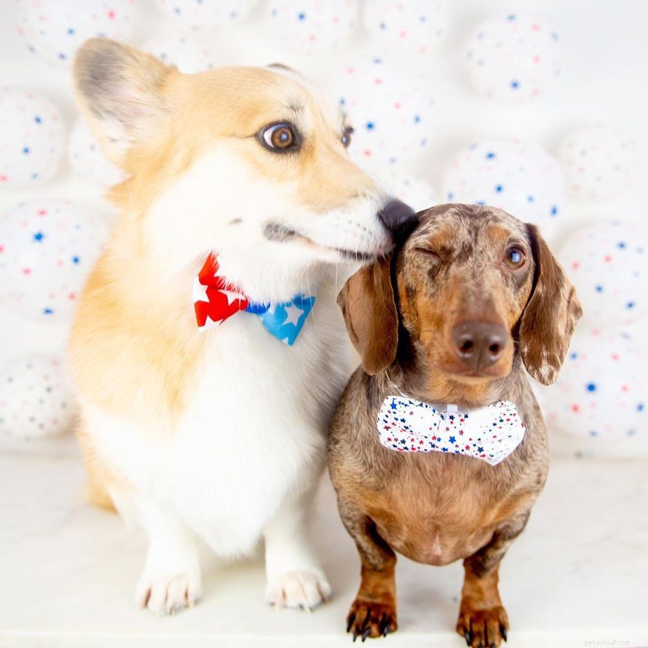 8 Charming Dog Profiles Every Harlow & Sage Fan Should Follow