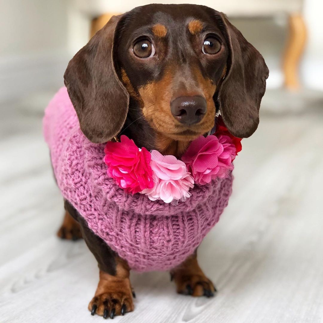 8 Charming Dog Profiles Every Harlow & Sage Fan Should Follow