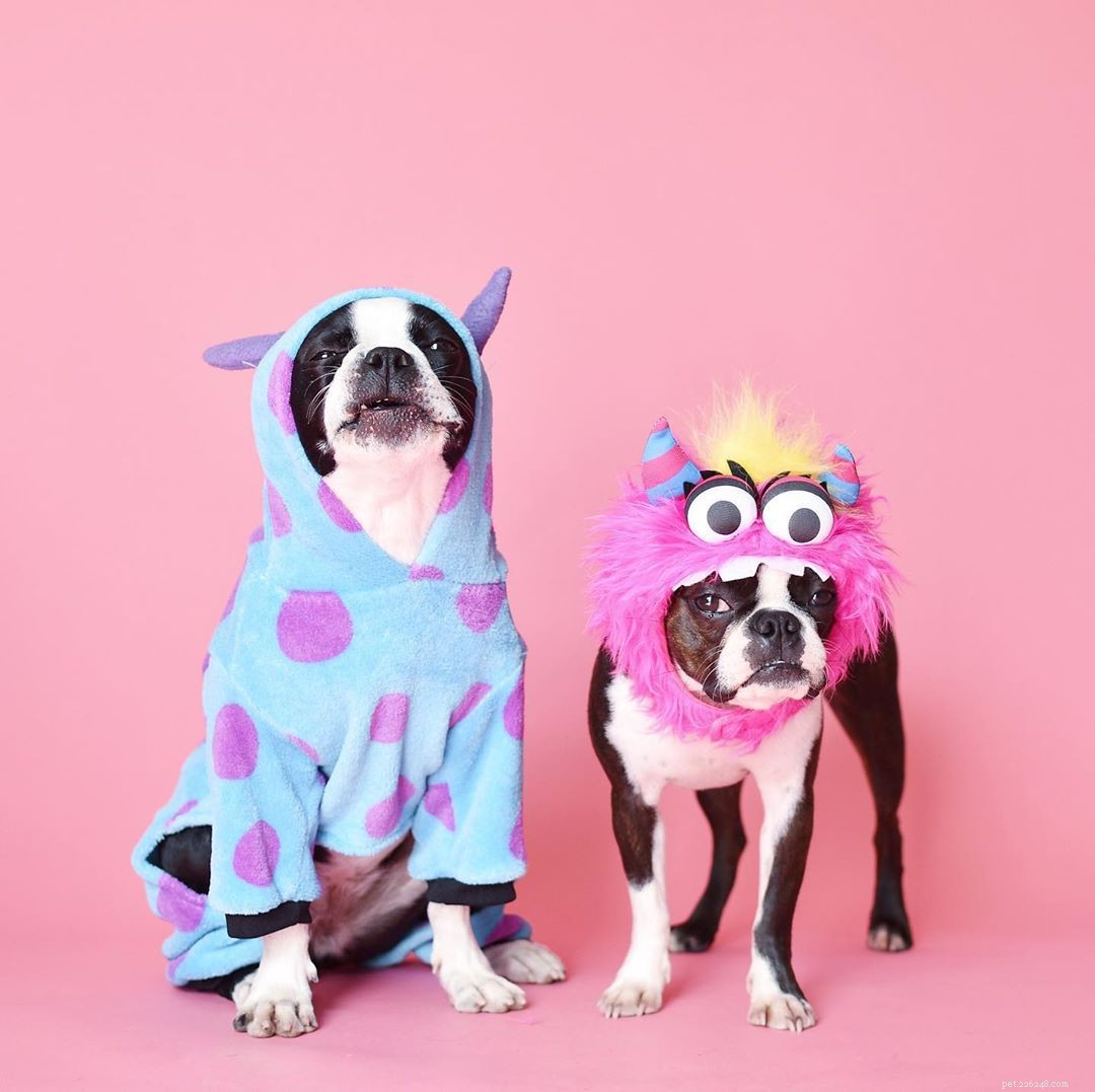 8 Charming Dog Profiles Every Harlow & Sage Fan Should Follow