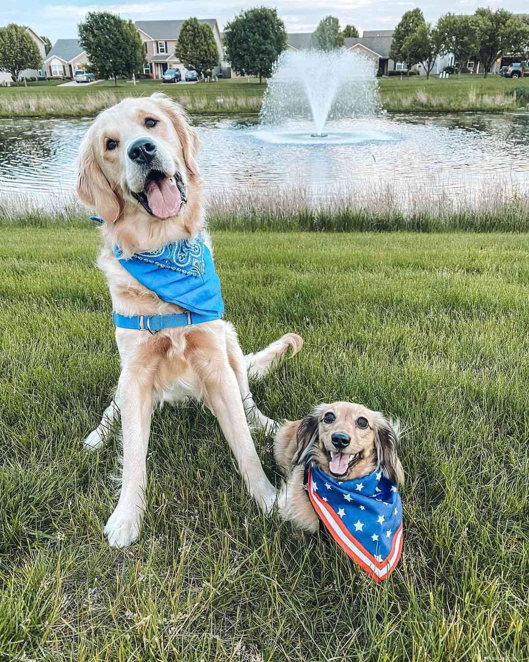 8 Charming Dog Profiles Every Harlow & Sage Fan Should Follow