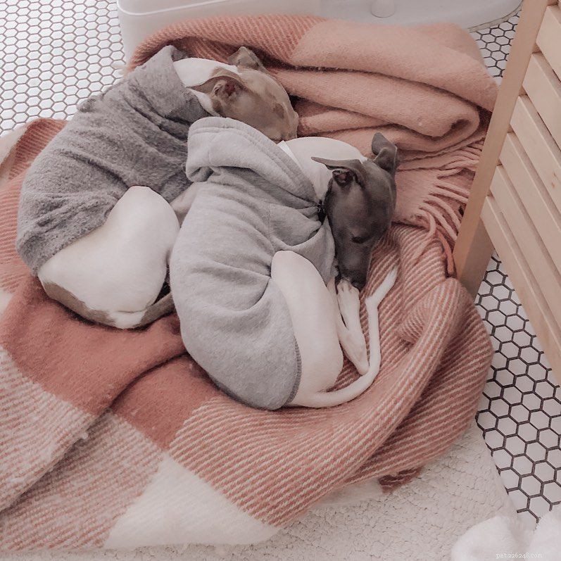 8 Charming Dog Profiles Every Harlow & Sage Fan Should Follow