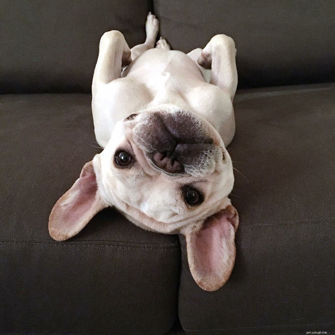 9 Instagram Dogs to Follow After Loving Marnie