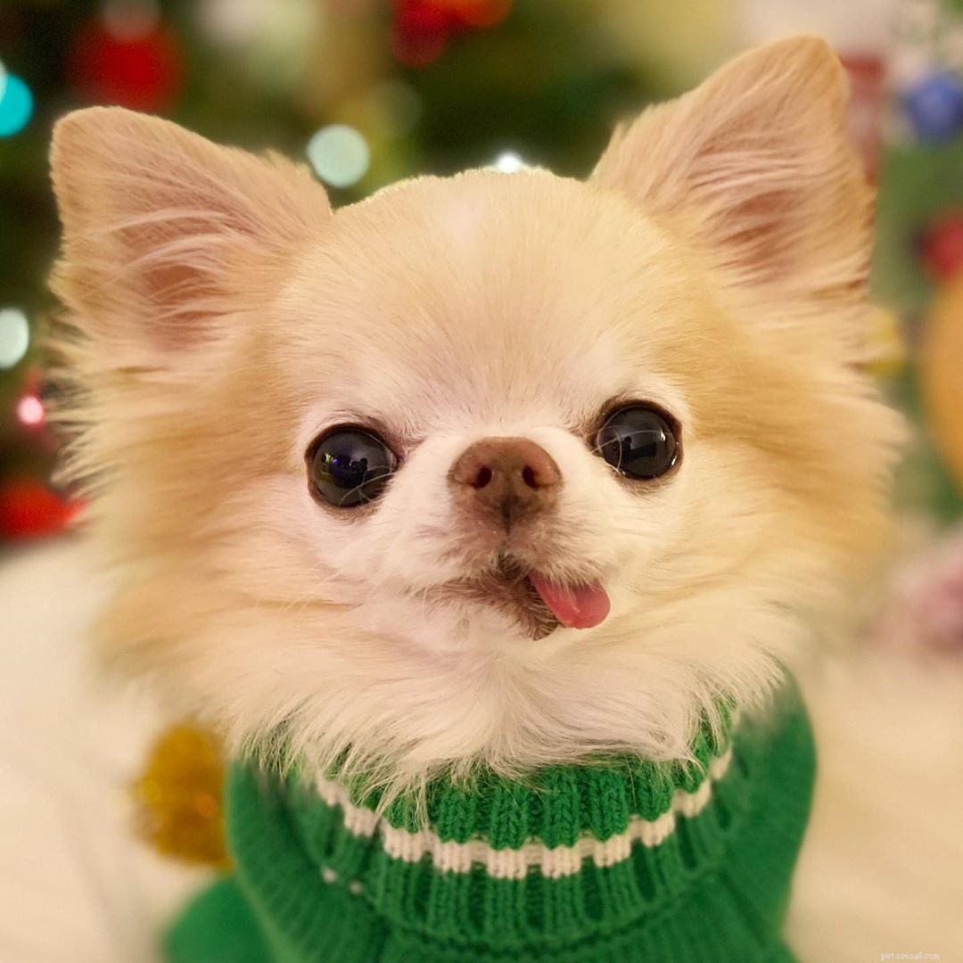 9 Instagram Dogs to Follow After Loving Marnie
