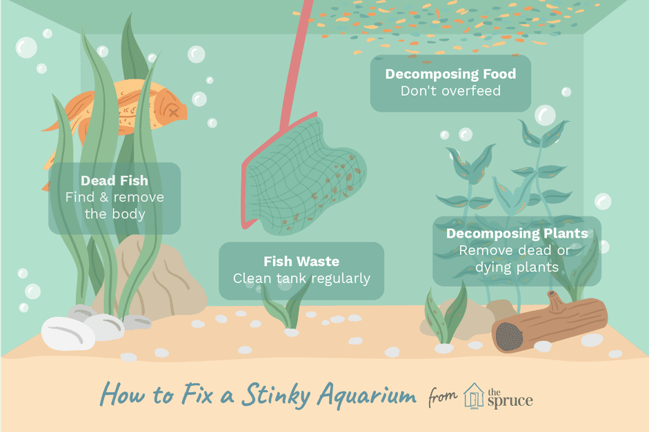 Spot and Eliminate Smelly Aquarium Water: A Step-by-Step Guide