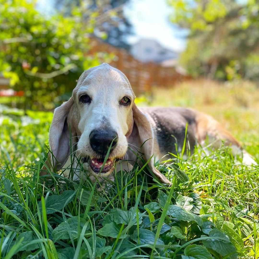 9 Instagram Dogs to Follow After Loving Marnie