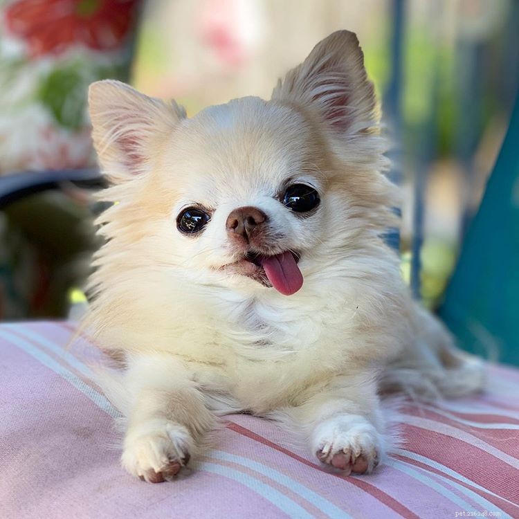 9 Instagram Dogs to Follow After Loving Marnie
