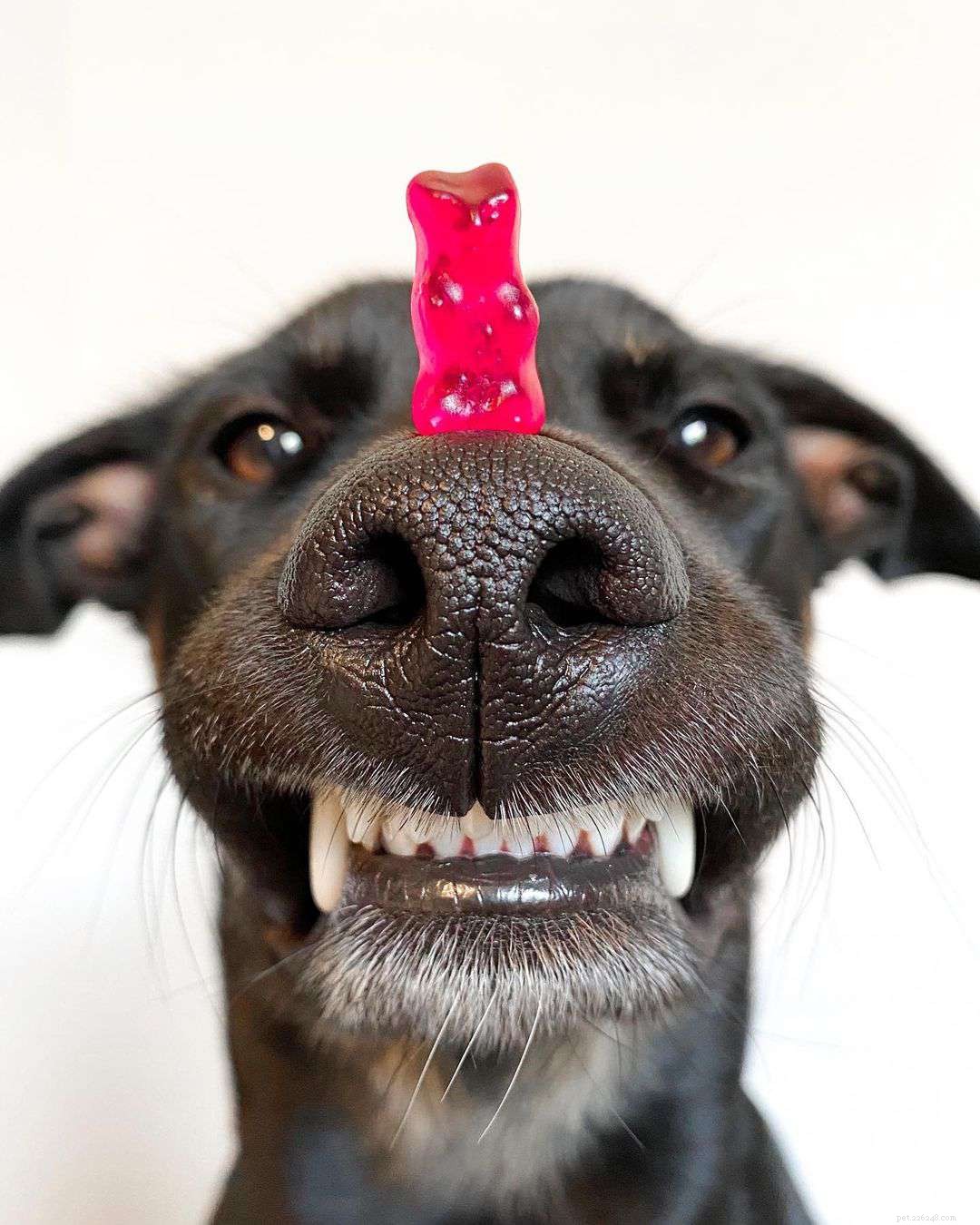 9 Instagram Dogs to Follow After Loving Marnie