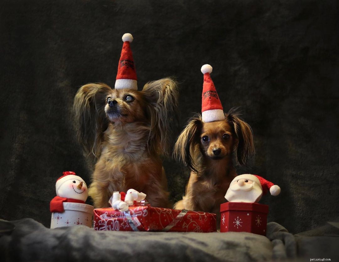 9 Instagram Dogs to Follow After Loving Marnie