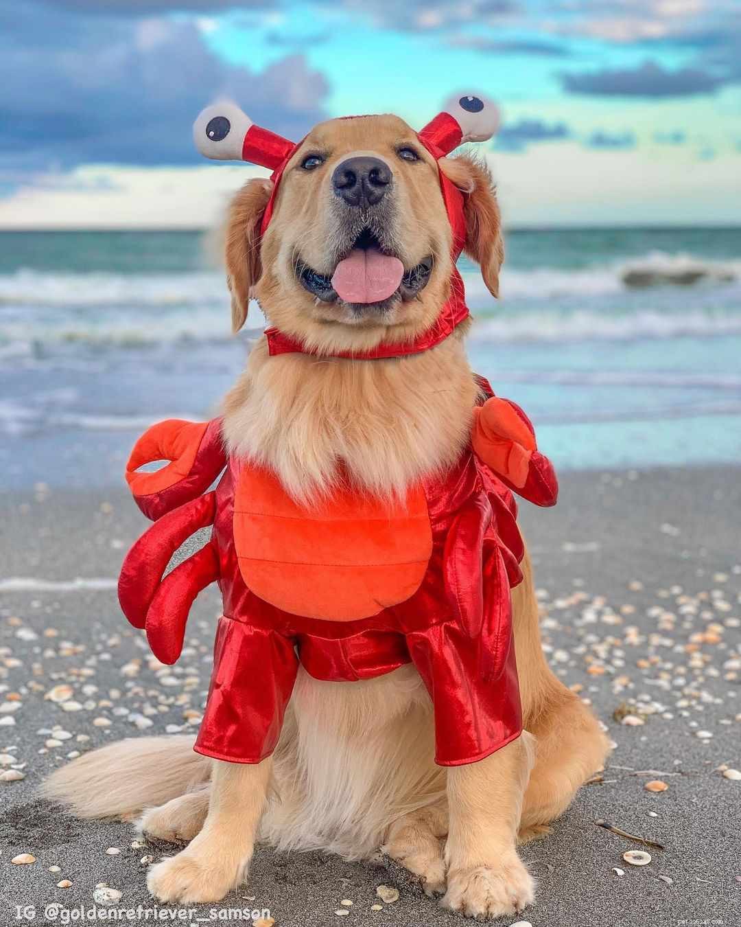 9 Instagram Dogs to Follow After Loving Marnie