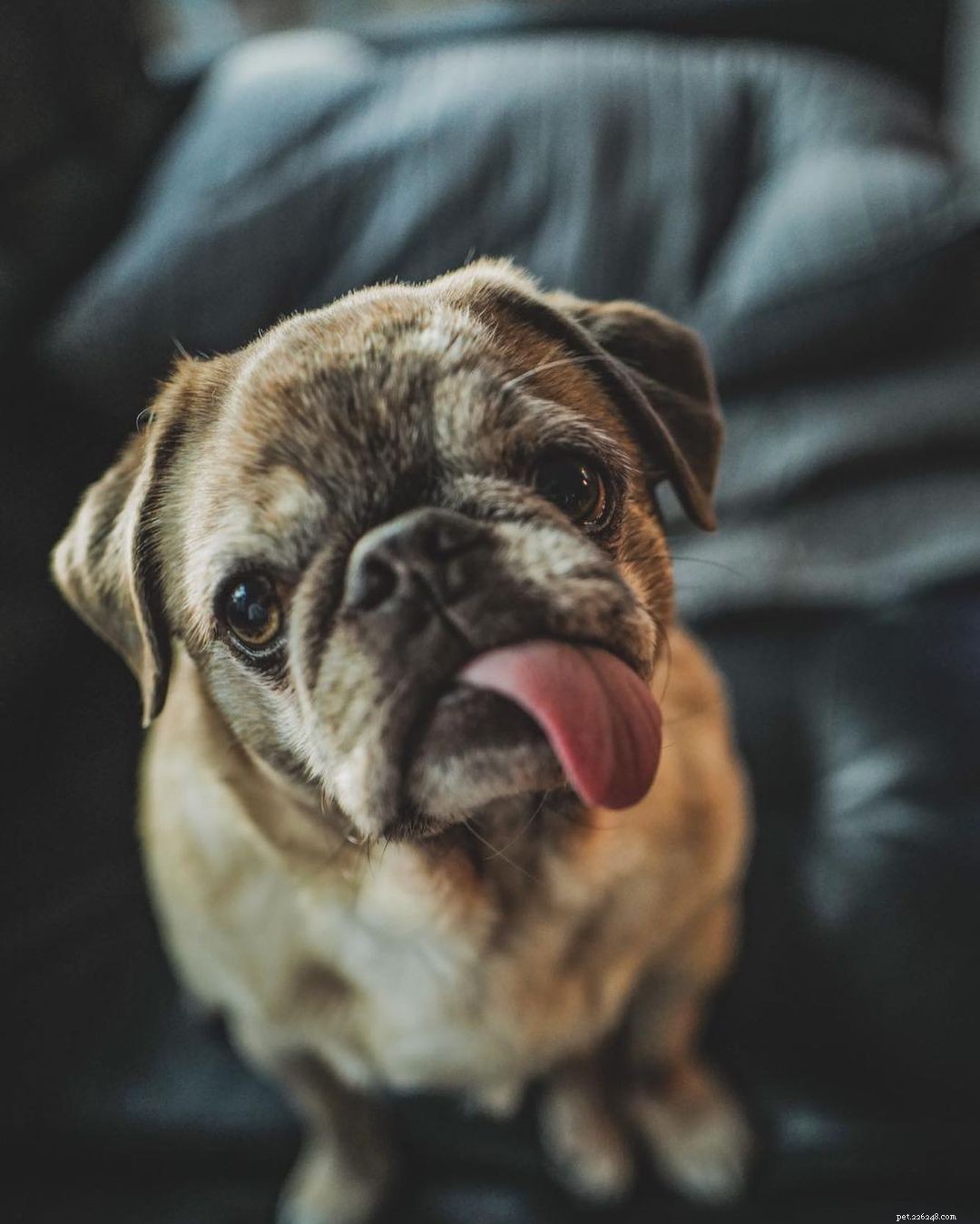 9 Instagram Dogs to Follow After Loving Marnie