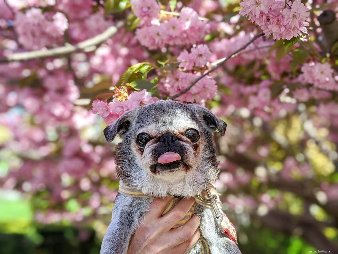9 Instagram Dogs to Follow After Loving Marnie