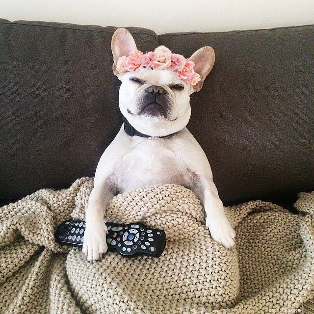 11 French Bulldogs to Follow If You re a Fan of Manny the Frenchie