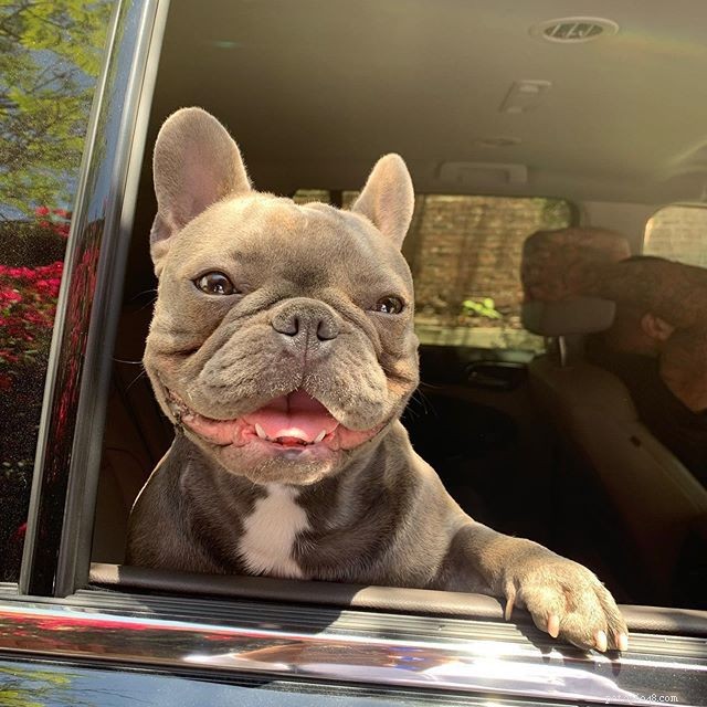 11 French Bulldogs to Follow If You re a Fan of Manny the Frenchie