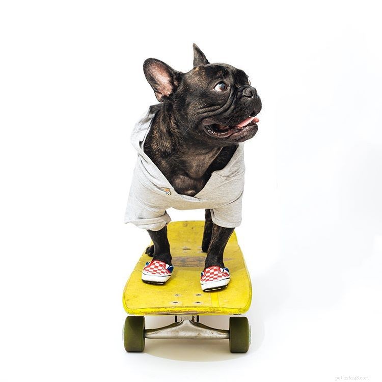11 French Bulldogs to Follow If You re a Fan of Manny the Frenchie