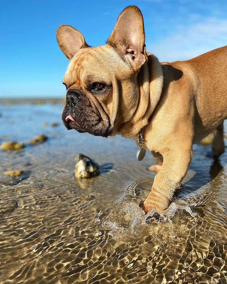 11 French Bulldogs to Follow If You re a Fan of Manny the Frenchie