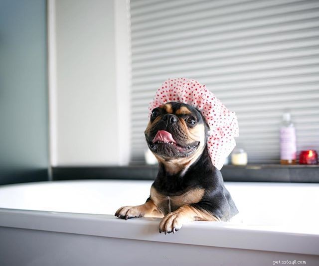 11 French Bulldogs to Follow If You re a Fan of Manny the Frenchie
