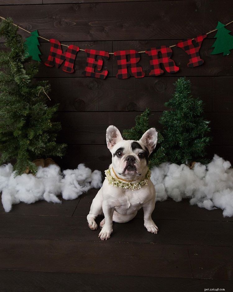 11 French Bulldogs to Follow If You re a Fan of Manny the Frenchie