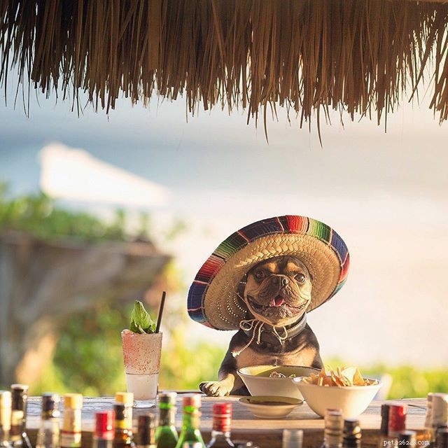 11 French Bulldogs to Follow If You re a Fan of Manny the Frenchie