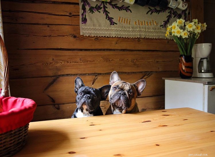 11 French Bulldogs to Follow If You re a Fan of Manny the Frenchie