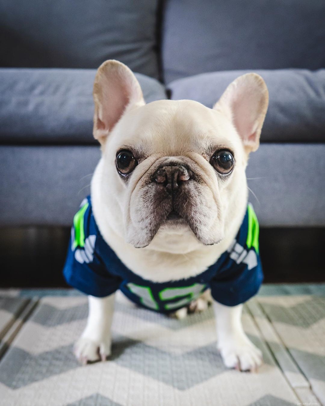 11 French Bulldogs to Follow If You re a Fan of Manny the Frenchie