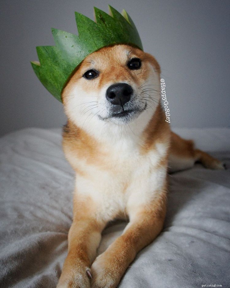 8 Stylish Dogs to Follow for Menswear Inspiration