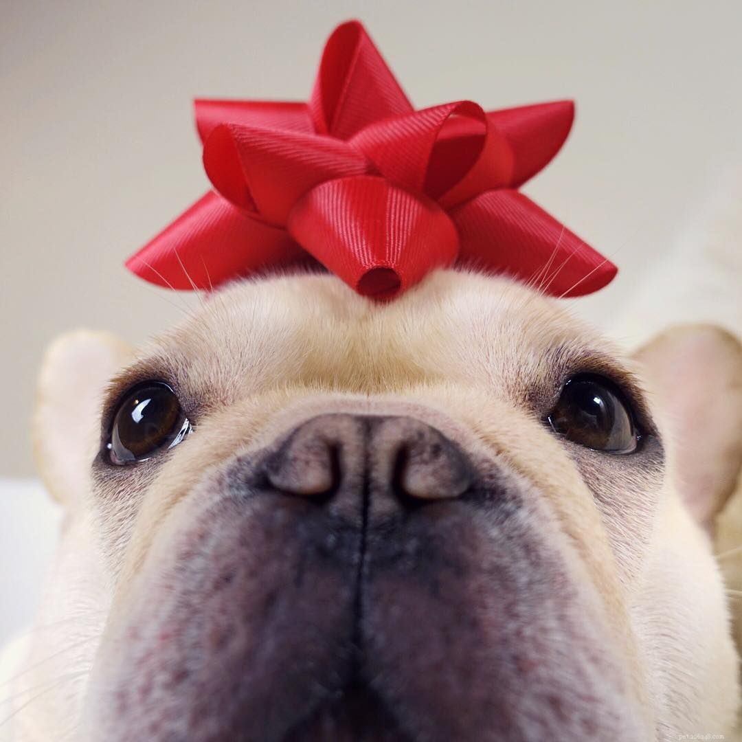11 French Bulldogs to Follow If You re a Fan of Manny the Frenchie