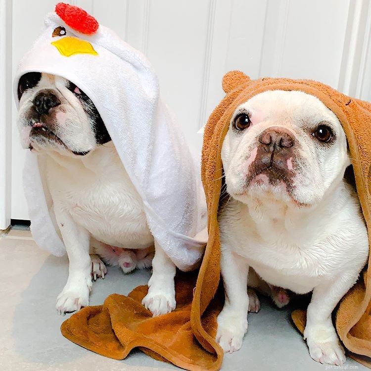 11 French Bulldogs to Follow If You re a Fan of Manny the Frenchie