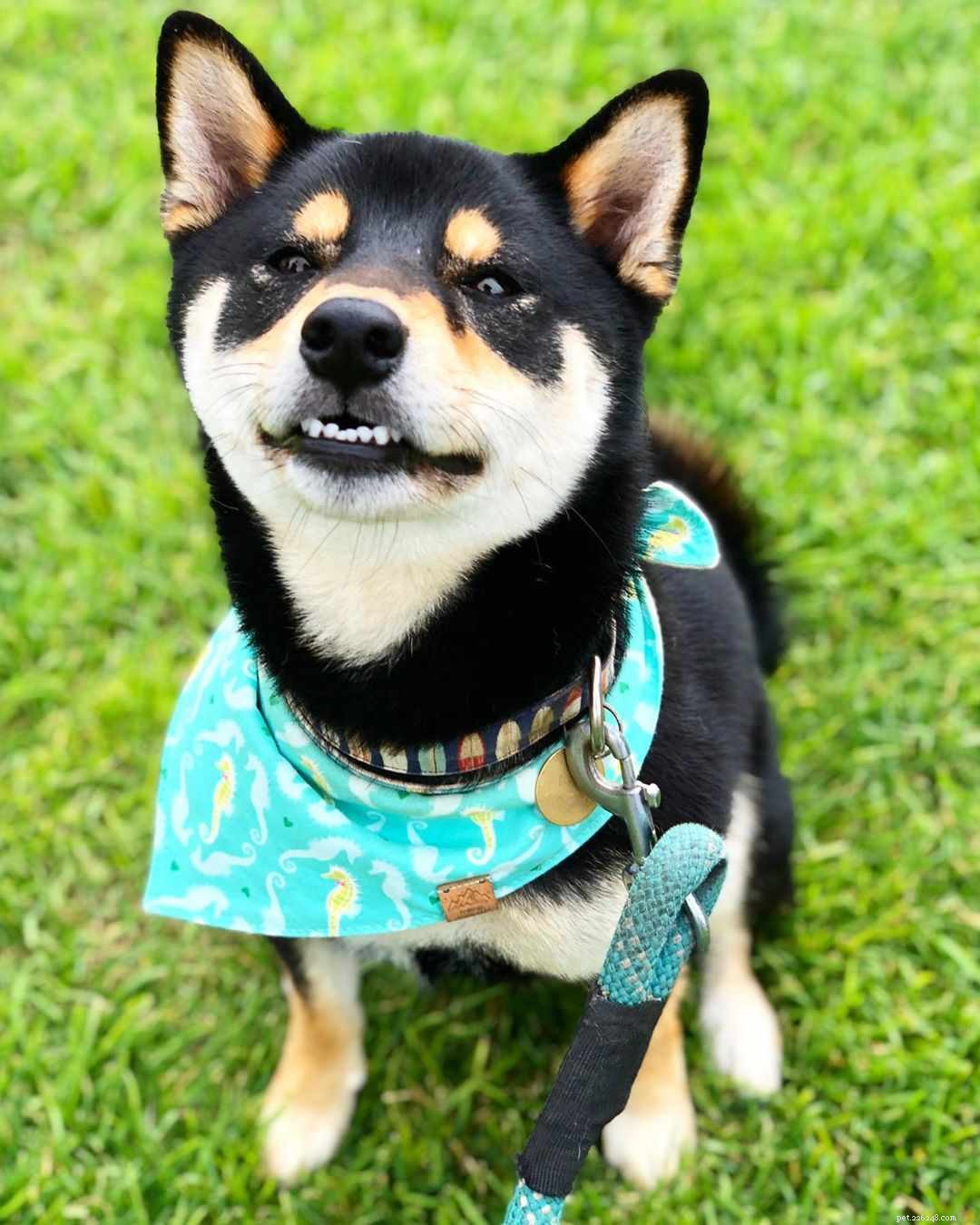 8 Stylish Dogs to Follow for Menswear Inspiration