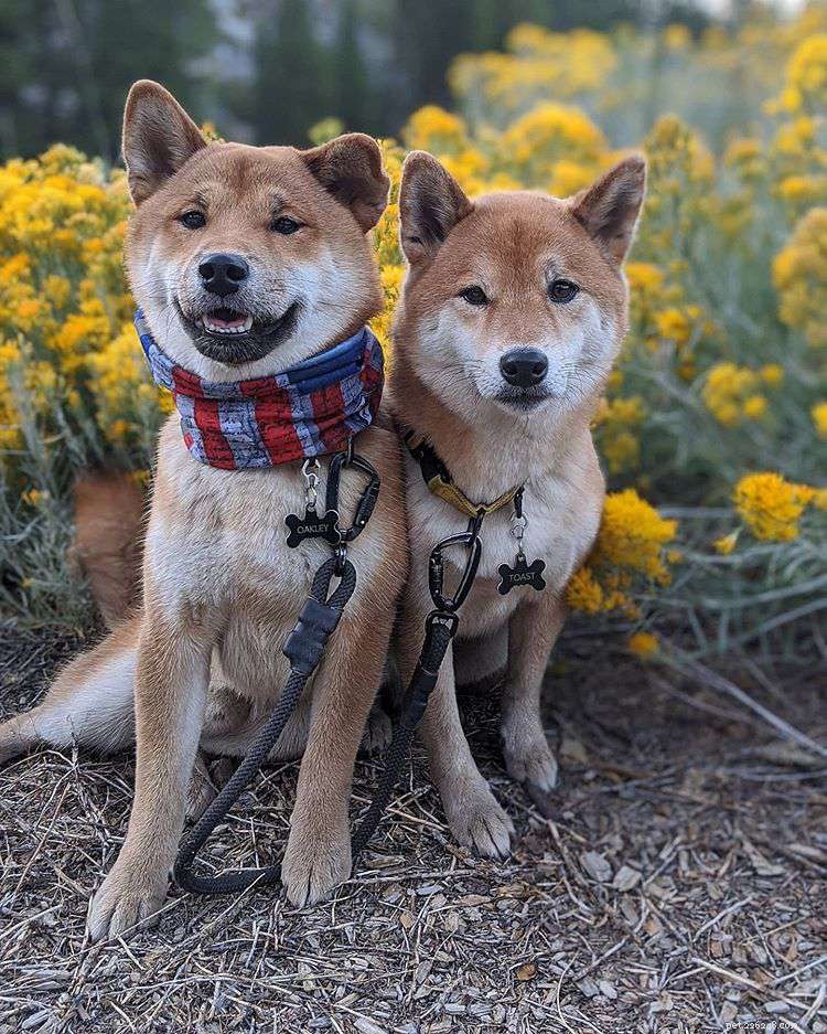 8 Stylish Dogs to Follow for Menswear Inspiration