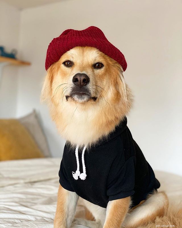 8 Stylish Dogs to Follow for Menswear Inspiration