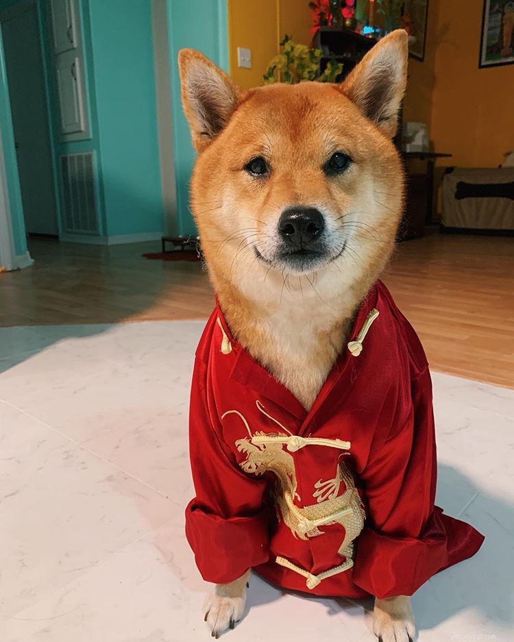 8 Stylish Dogs to Follow for Menswear Inspiration