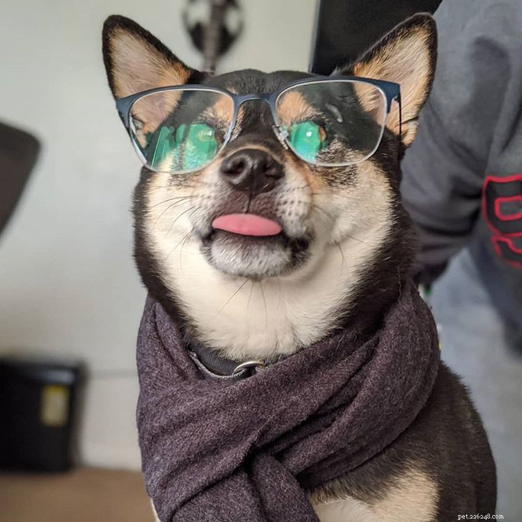 8 Stylish Dogs to Follow for Menswear Inspiration