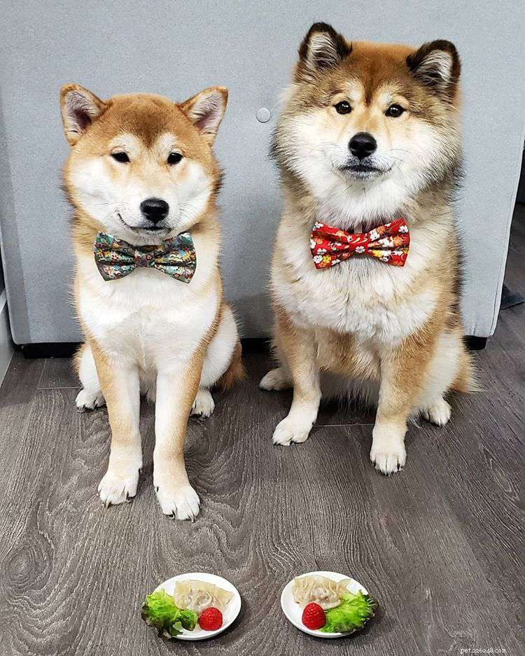 8 Stylish Dogs to Follow for Menswear Inspiration