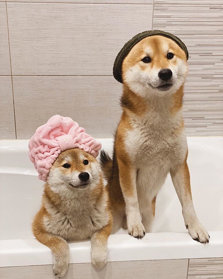 8 Stylish Dogs to Follow for Menswear Inspiration