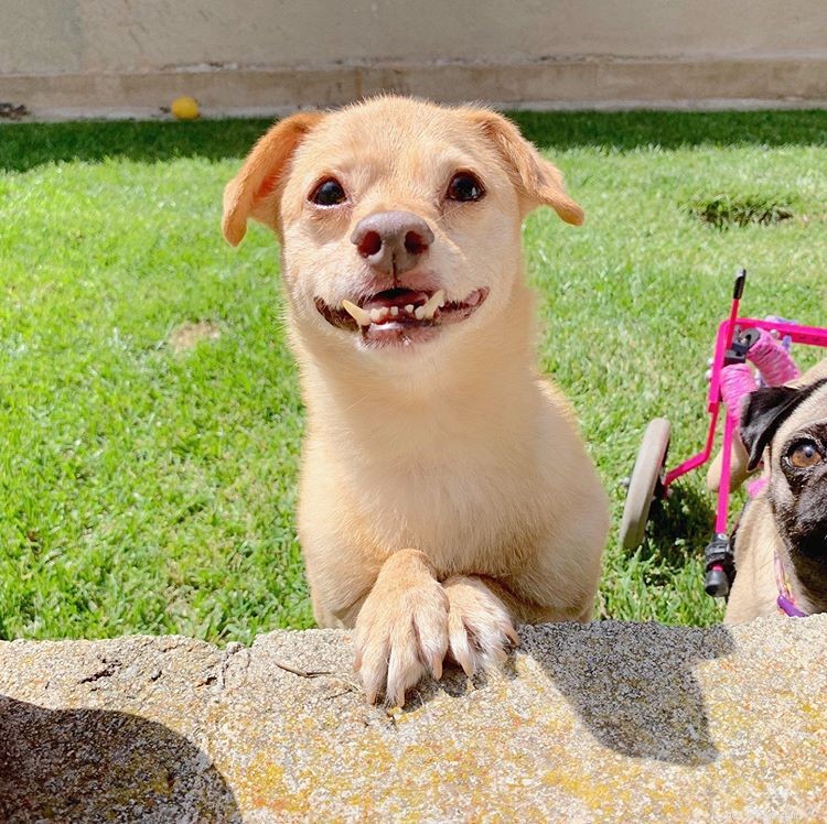 8 Must-Follow Funny Dogs If You Love Tuna the Dog