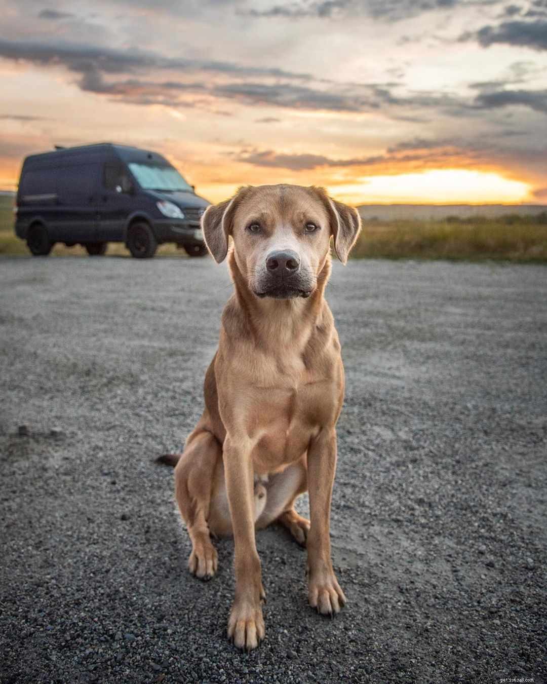 8 Must-Follow Funny Dogs If You Love Tuna the Dog