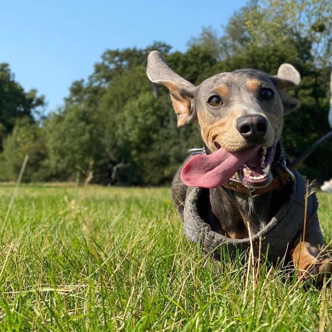8 Must-Follow Funny Dogs If You Love Tuna the Dog