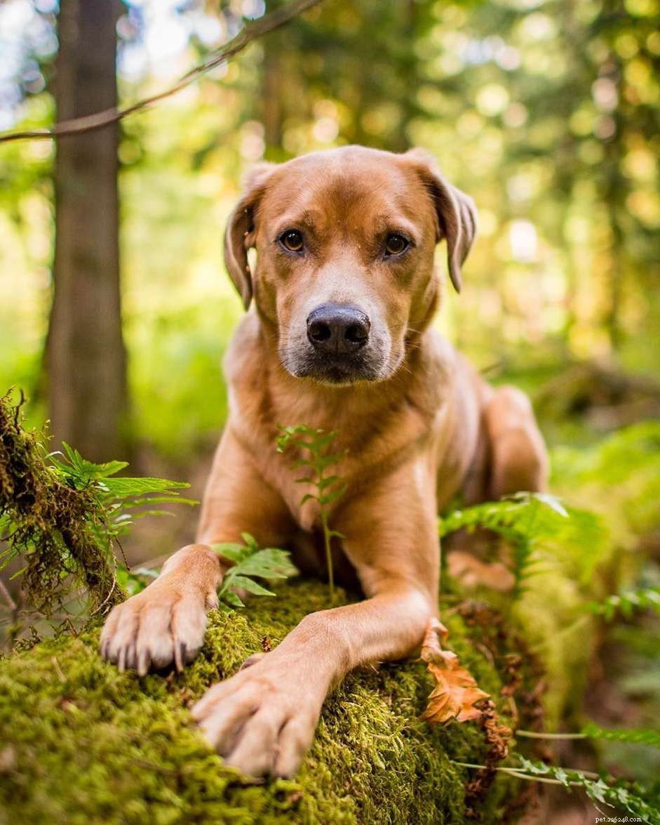 8 Must-Follow Funny Dogs If You Love Tuna the Dog