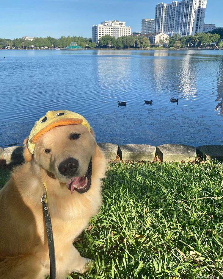 8 Must-Follow Funny Dogs If You Love Tuna the Dog