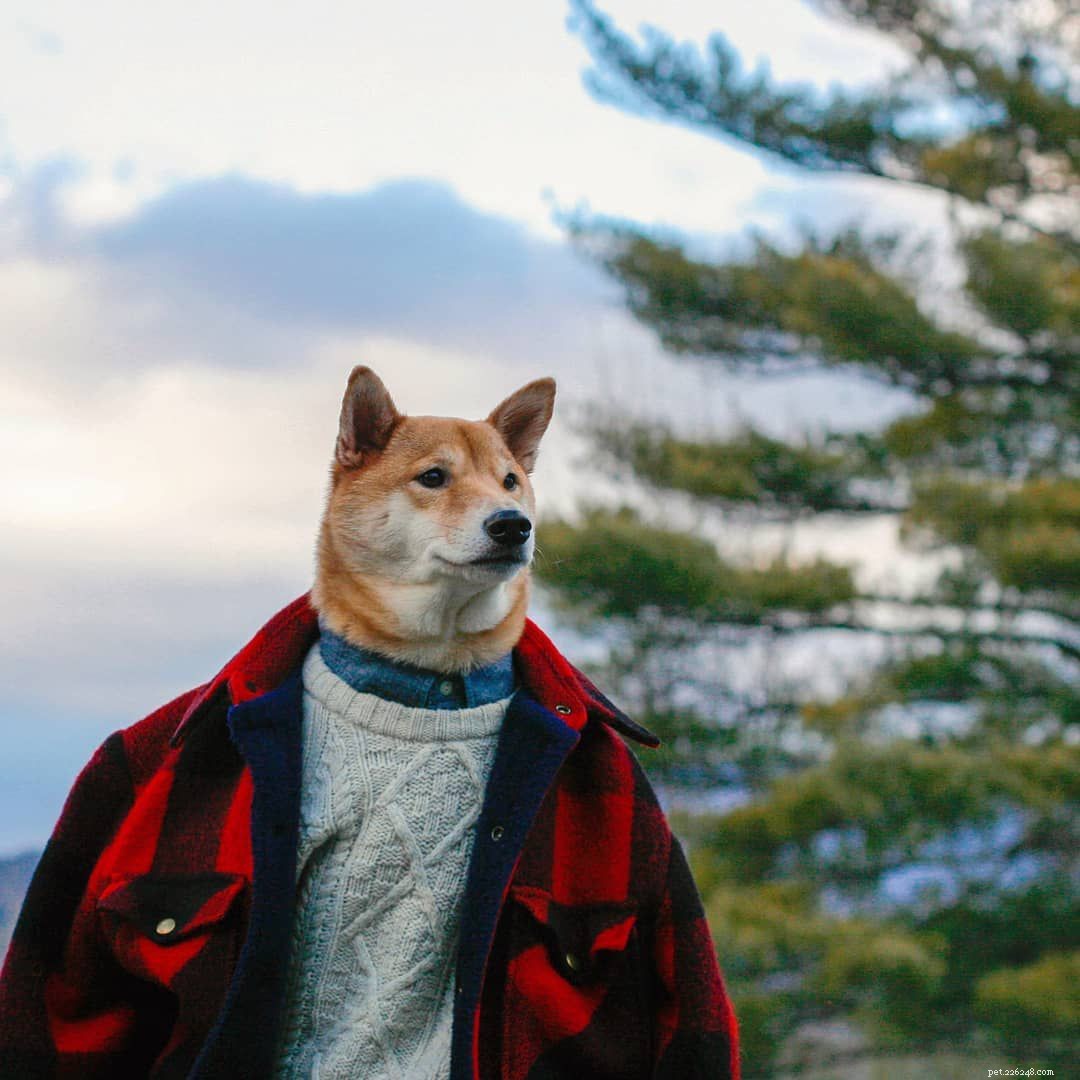 8 Must-Follow Funny Dogs If You Love Tuna the Dog