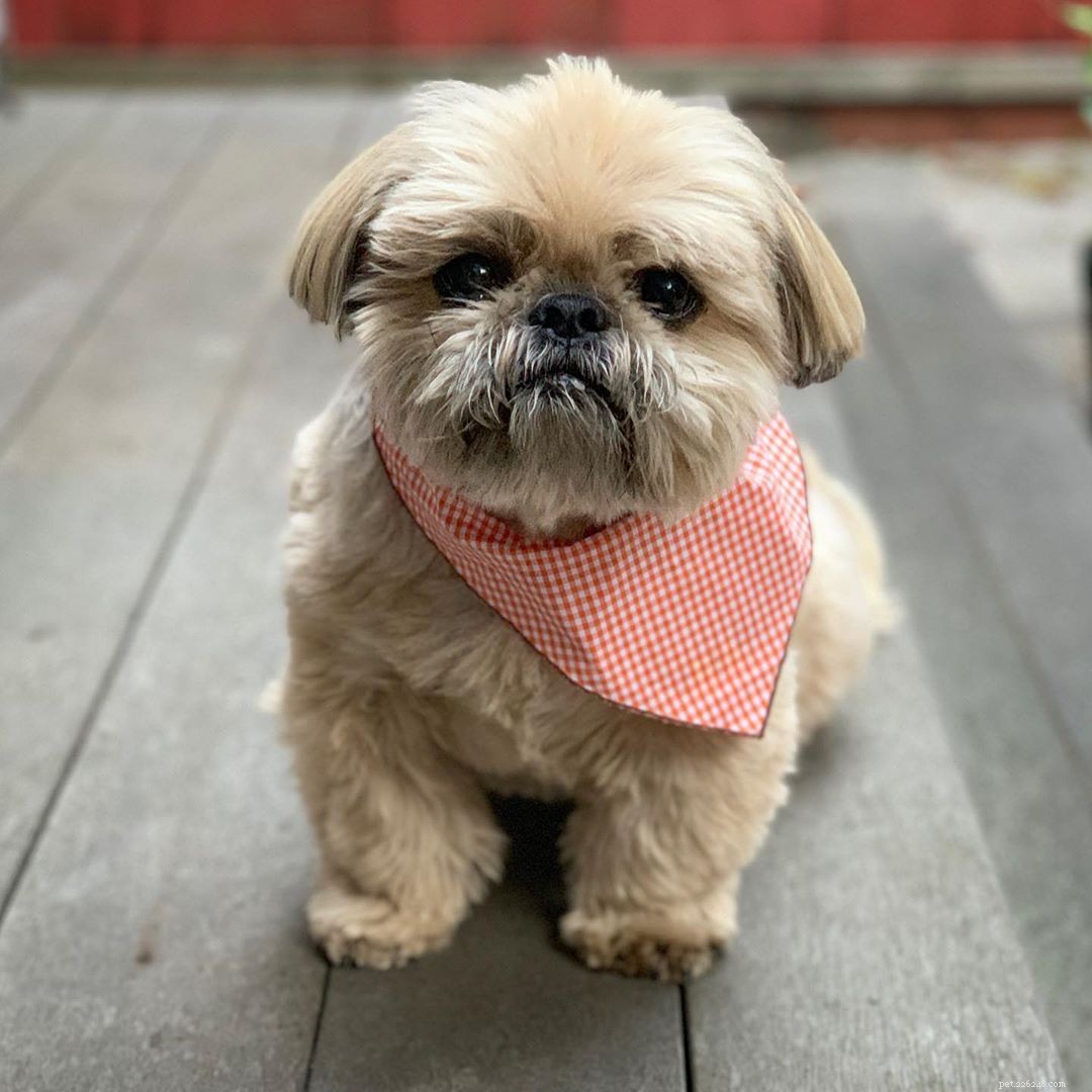 8 Must-Follow Funny Dogs If You Love Tuna the Dog