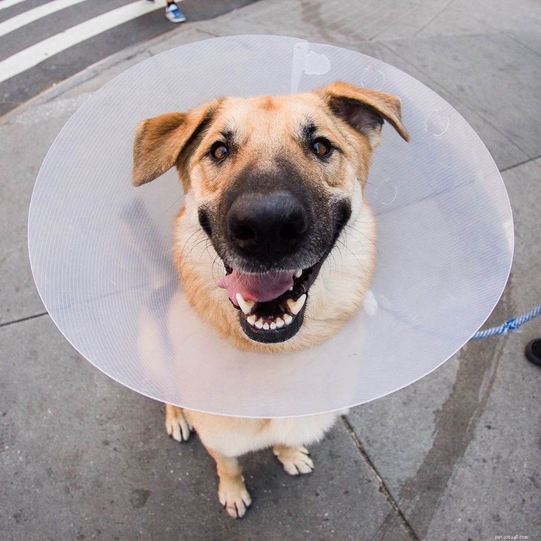 8 Must-Follow Funny Dogs If You Love Tuna the Dog