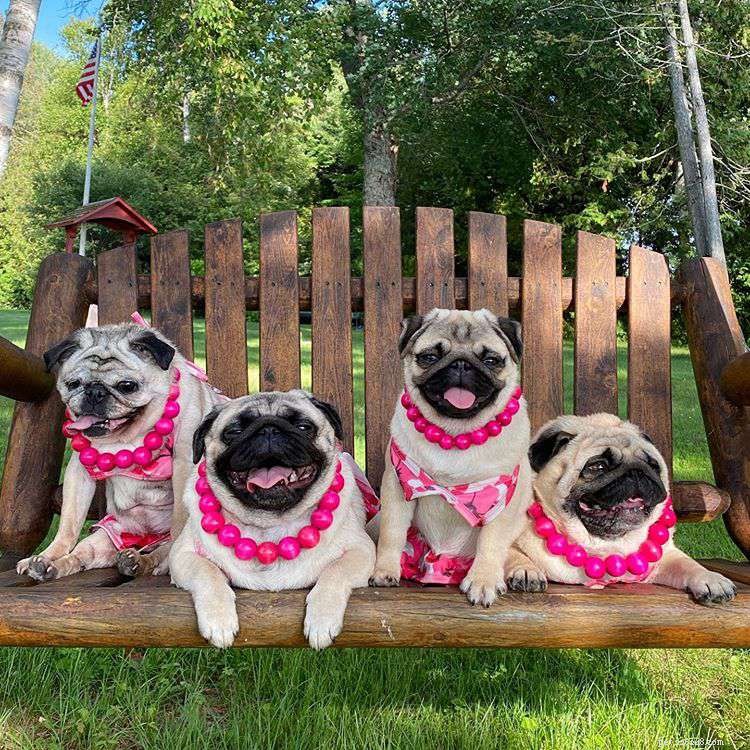 8 Must-Follow Funny Dogs If You Love Tuna the Dog