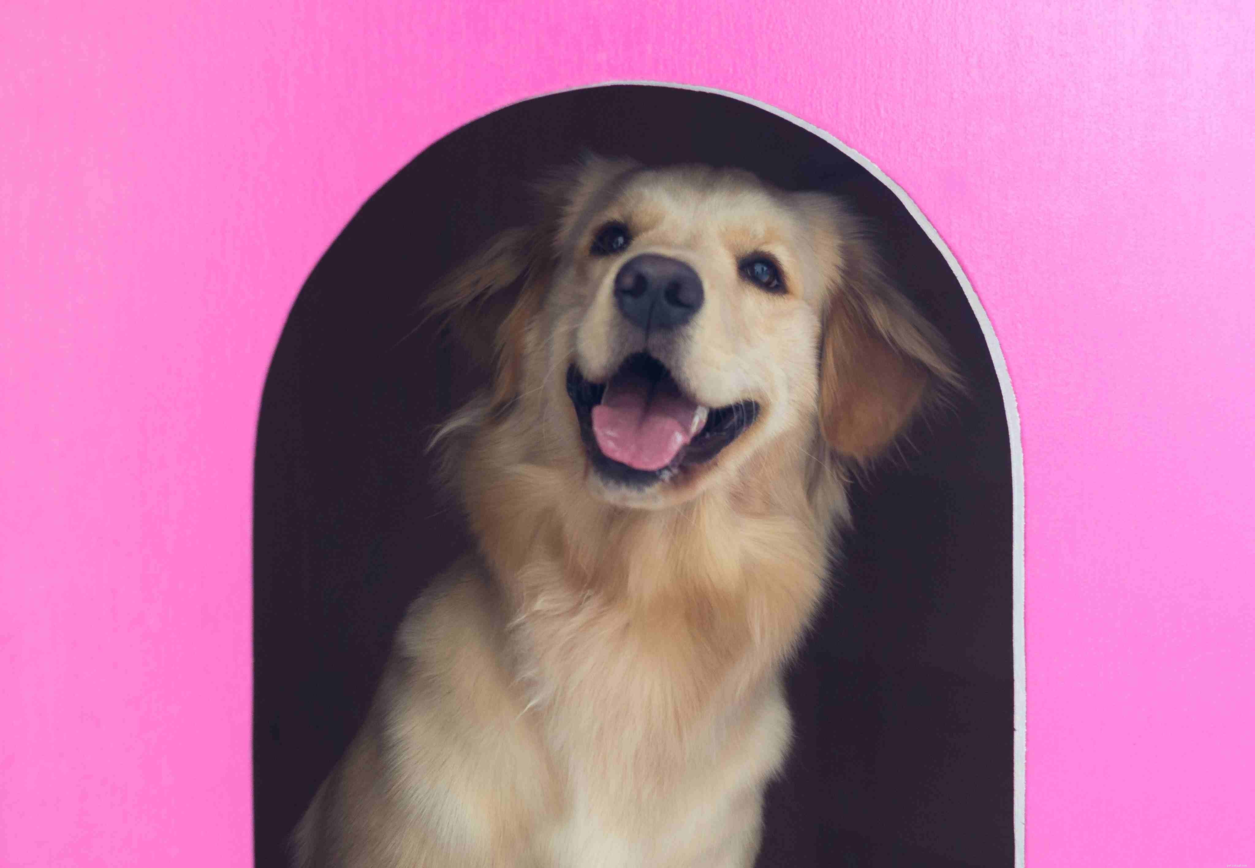 Build Your Dog s Dream Home: 14 Easy, Budget-Friendly DIY Dog House Plans
