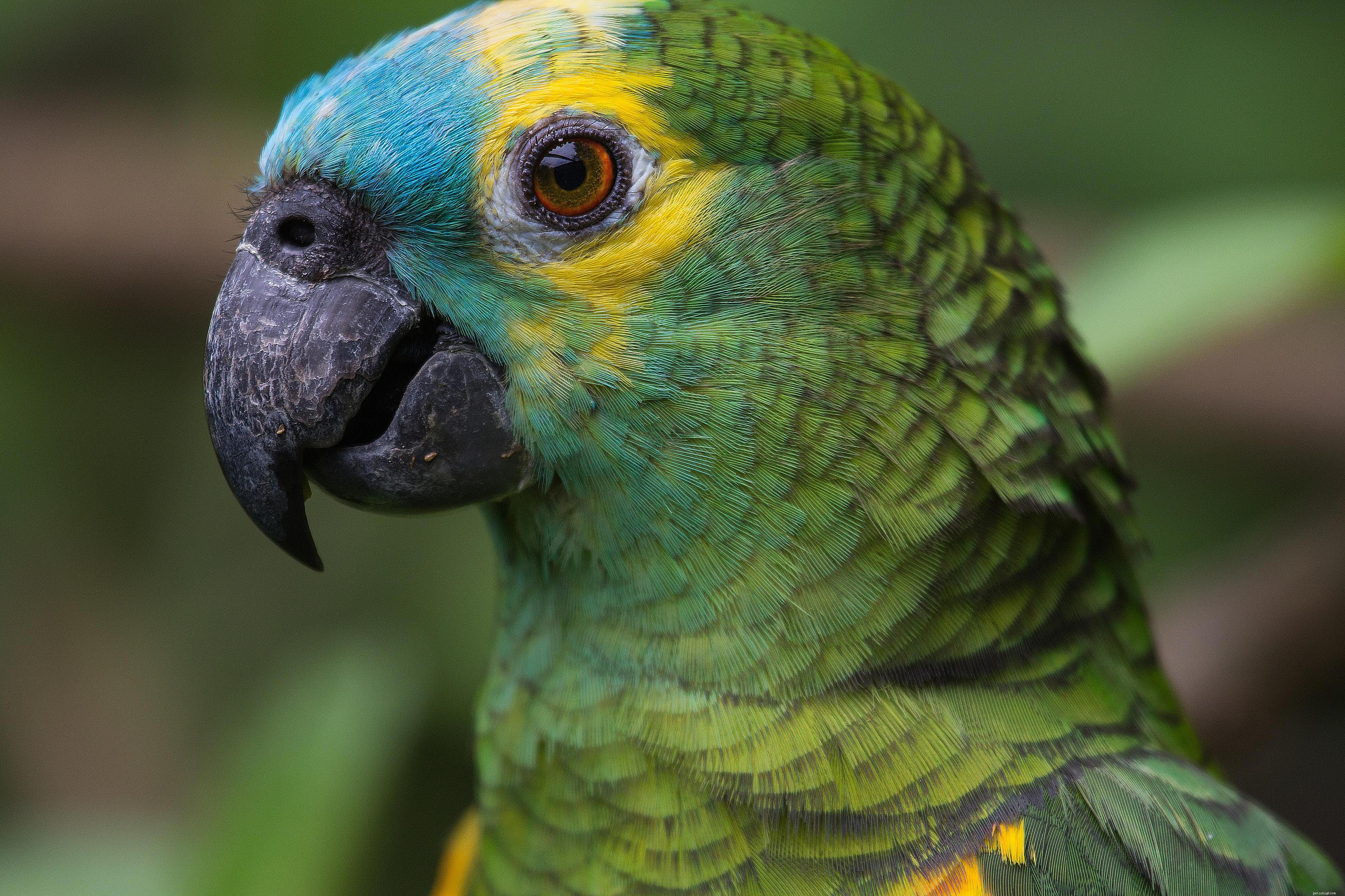 Top 8 Talking Bird Species Perfect for Pet Ownership