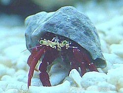 9 Hermit Crabs That Won’t Harm Your Reef Tank
